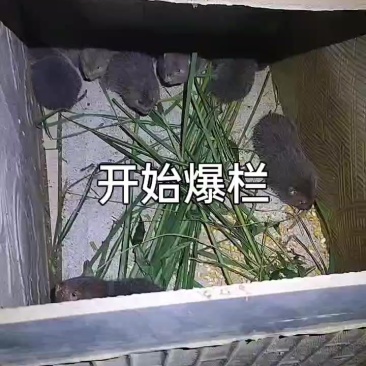 灵动养殖场