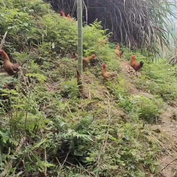 温州本地鸡散养土鸡公鸡母鸡下蛋鸡