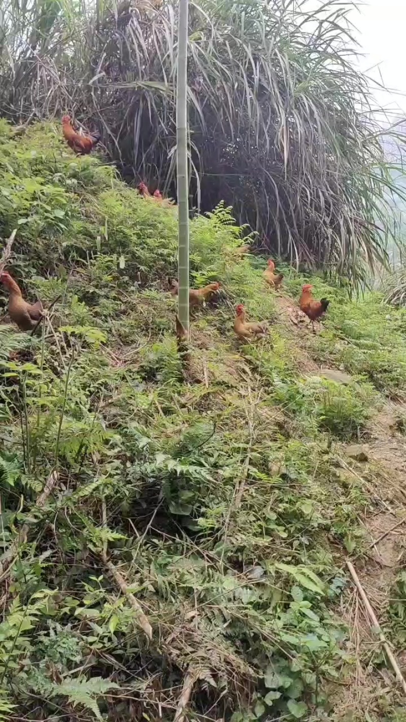 温州本地鸡散养土鸡公鸡母鸡下蛋鸡