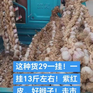 辫子蒜，蒜种，东北独头蒜栽子，蒜苗种子