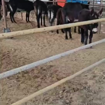 毛驴幼崽及成年毛驴