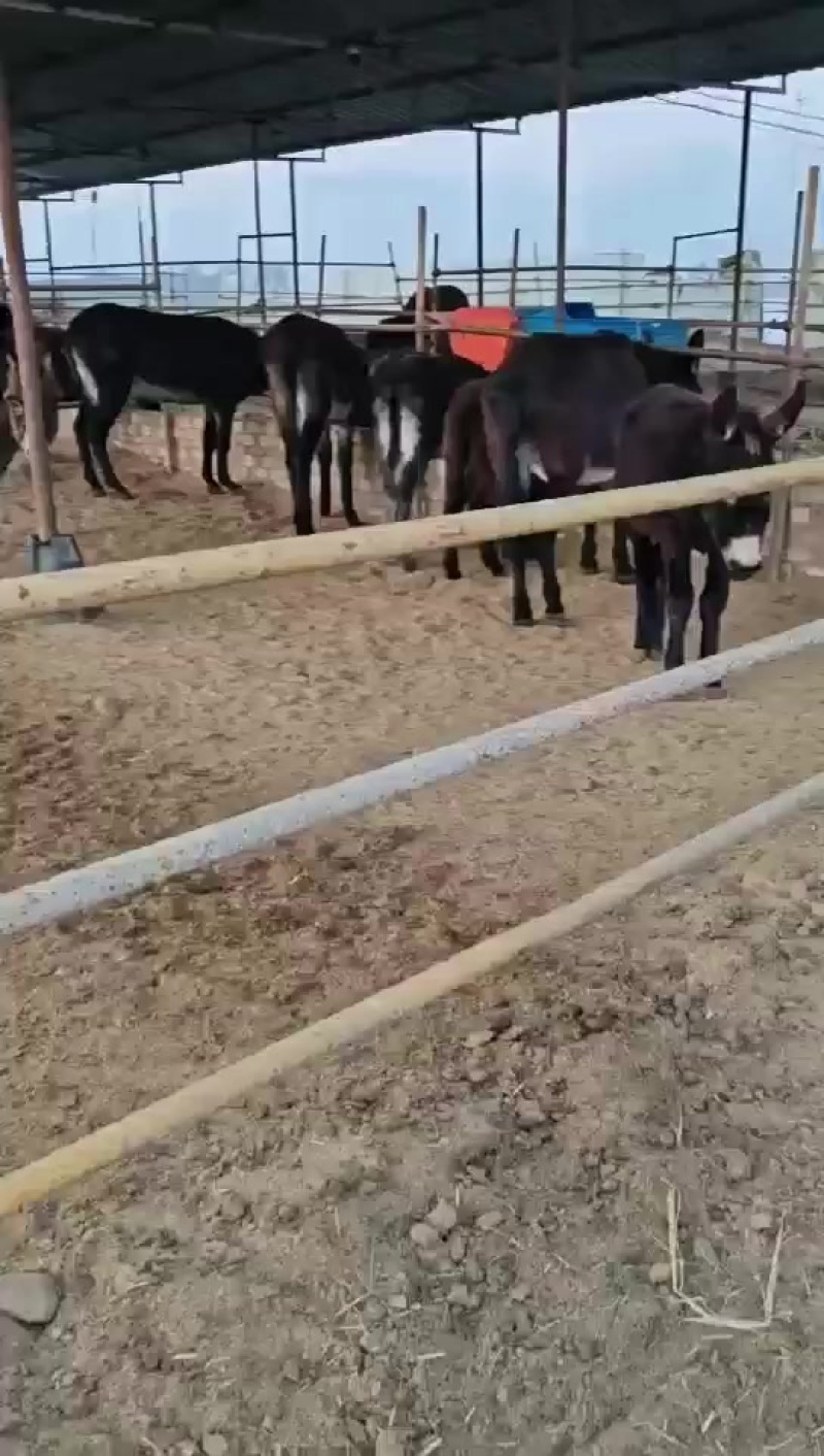 毛驴幼崽及成年毛驴
