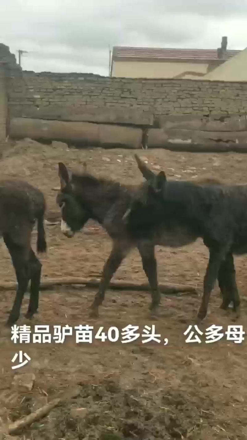 毛驴幼崽及成年毛驴