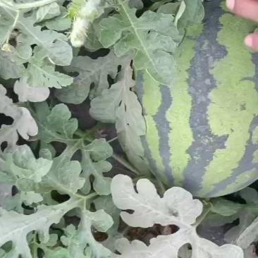 甜王精品货源
