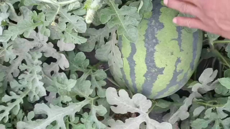 甜王精品货源