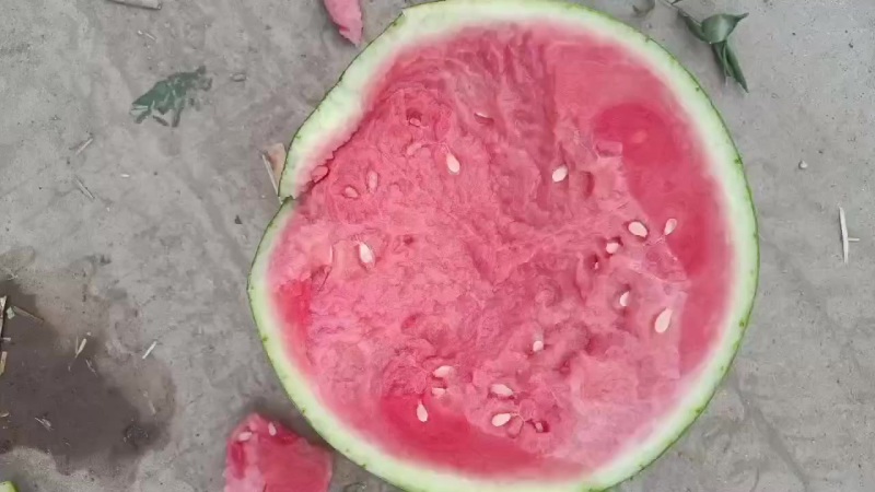 甜王精品货源