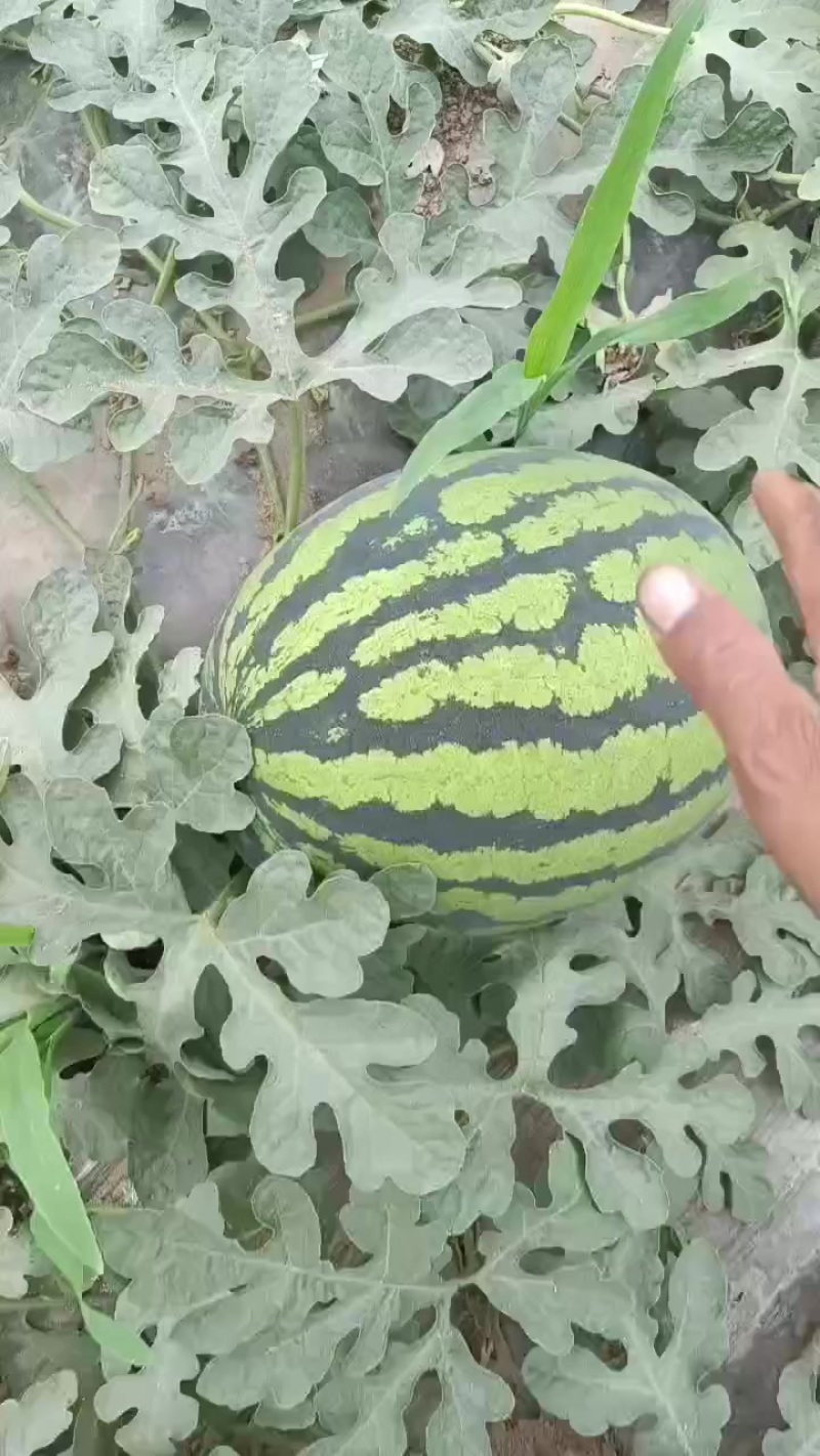 甜王精品货源