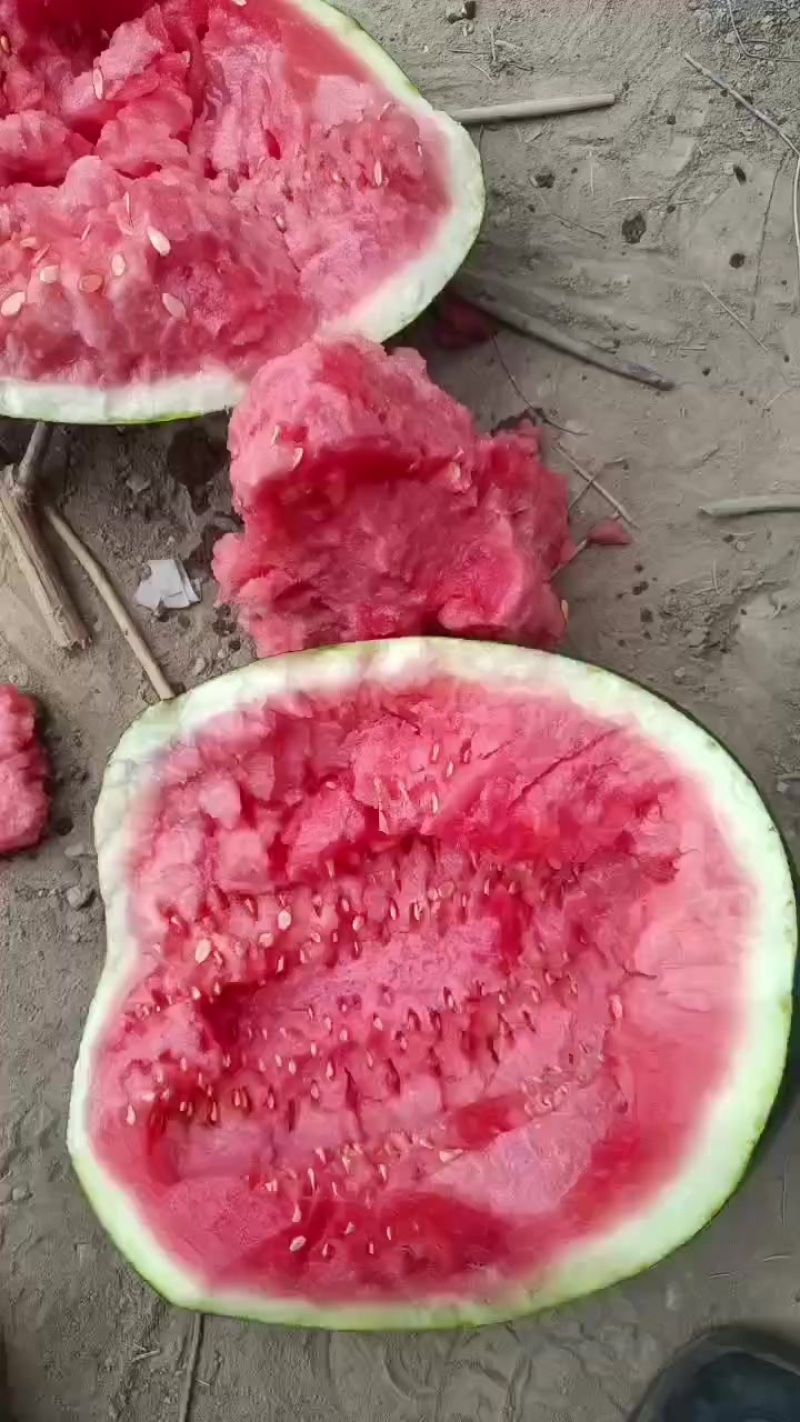 甜王精品货源