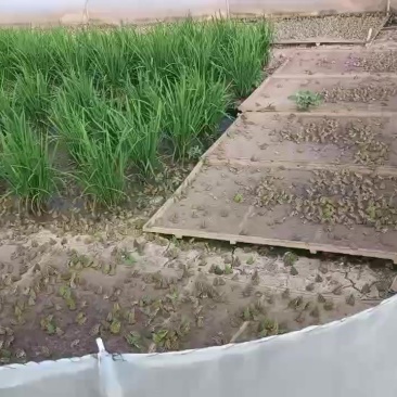 湖南稻田青蛙