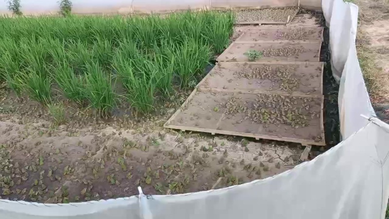 湖南稻田青蛙