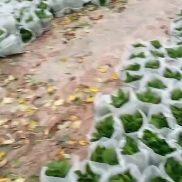 180#白盆八角盆统统有货