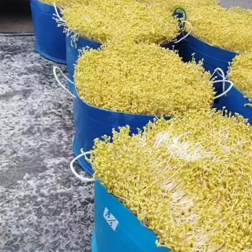 绿豆芽，黄豆芽