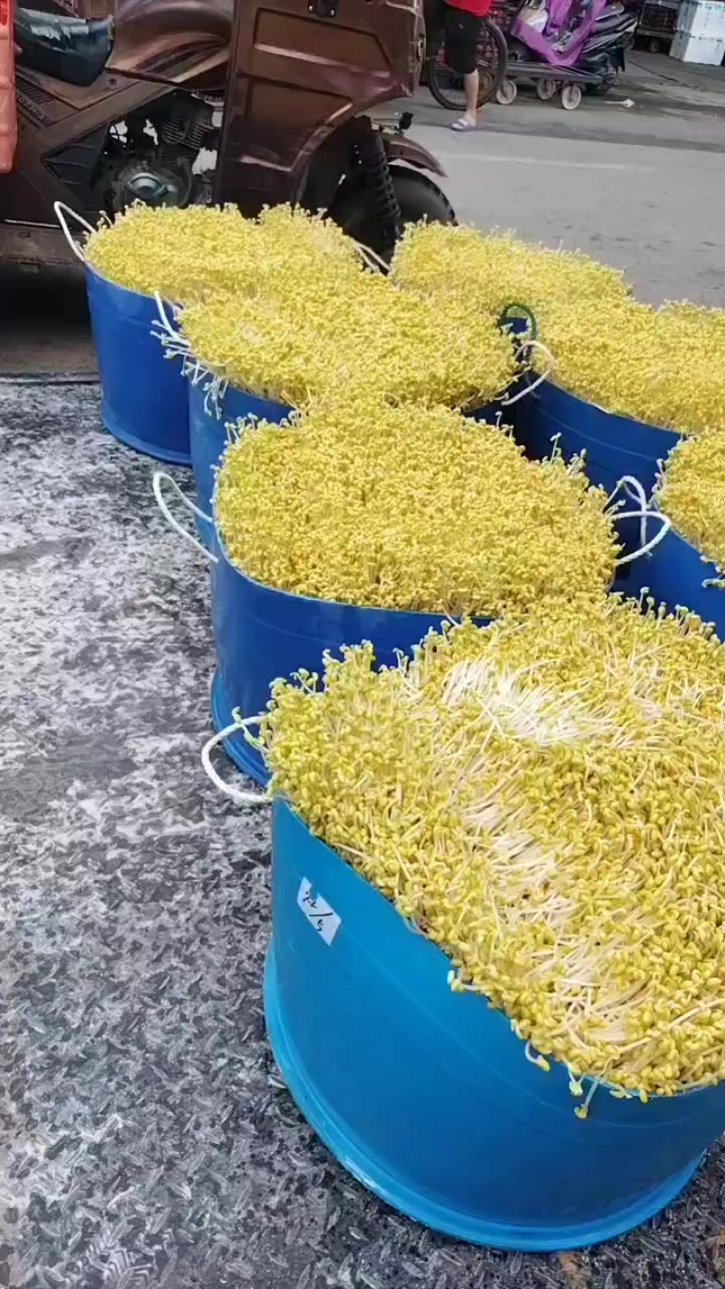 绿豆芽，黄豆芽