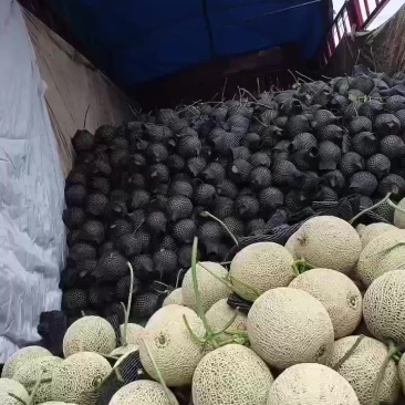 精品牛三