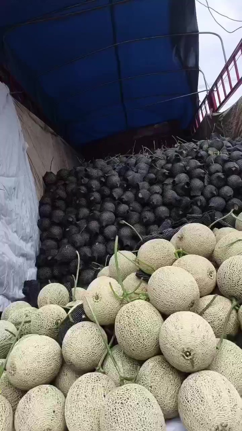 精品牛三