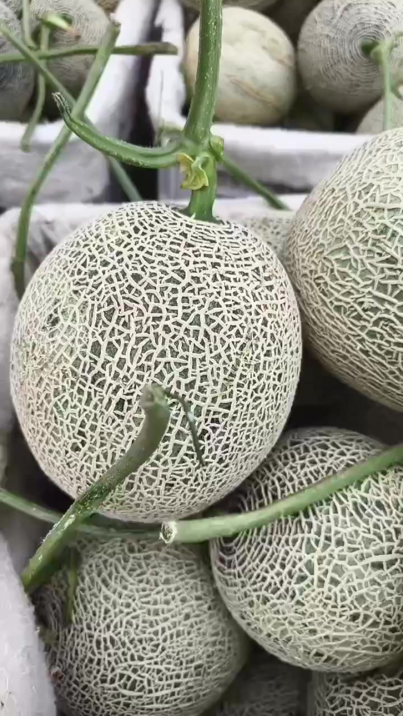 精品牛三