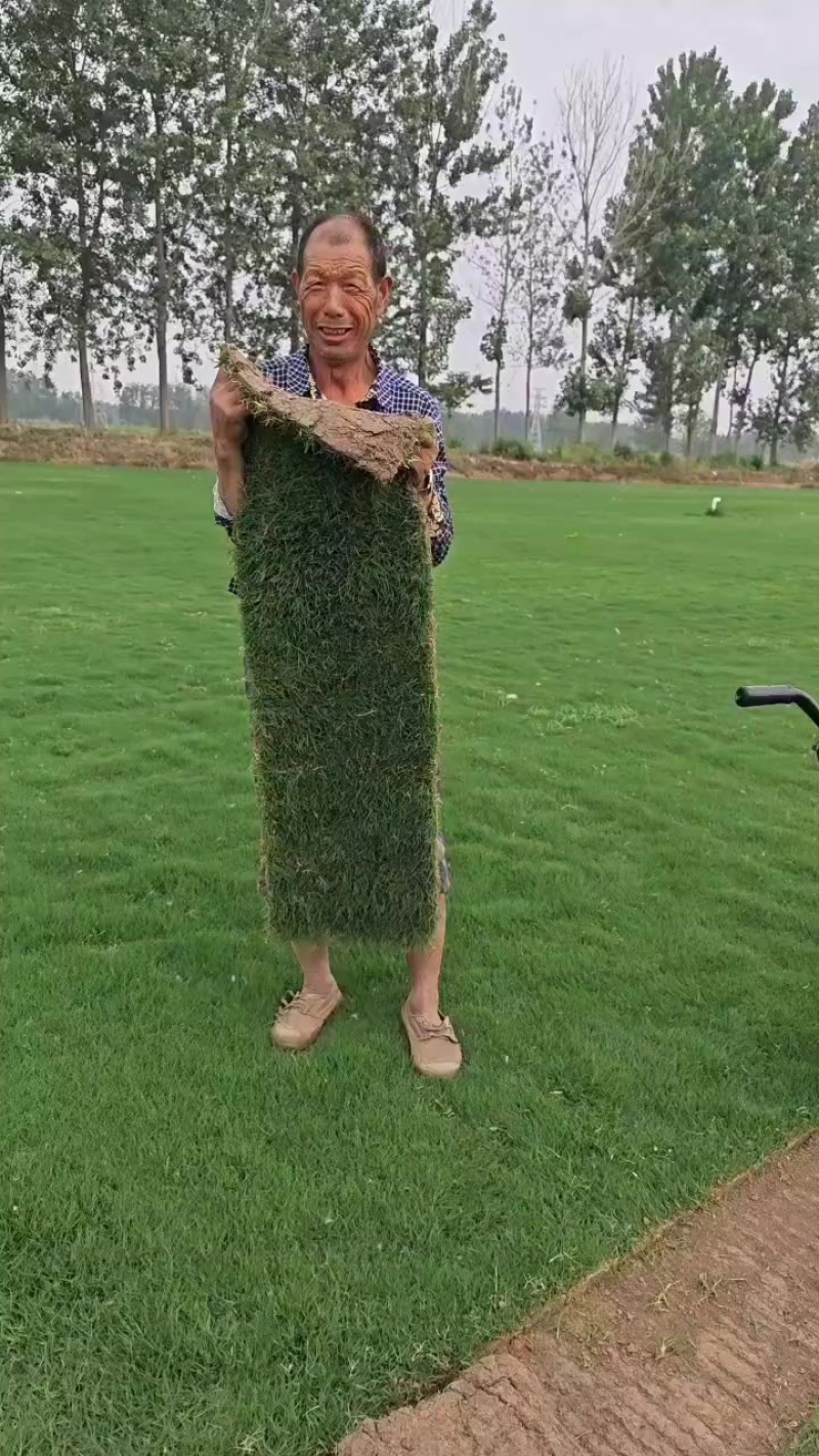 销售各种草坪，百慕大，四季青，果岭草，中华结缕草，剪股颖