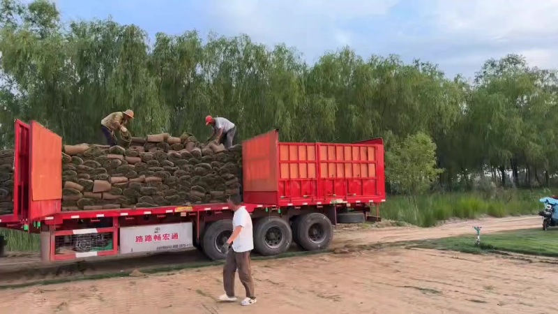 销售各种草坪，百慕大，四季青，果岭草，中华结缕草，剪股颖