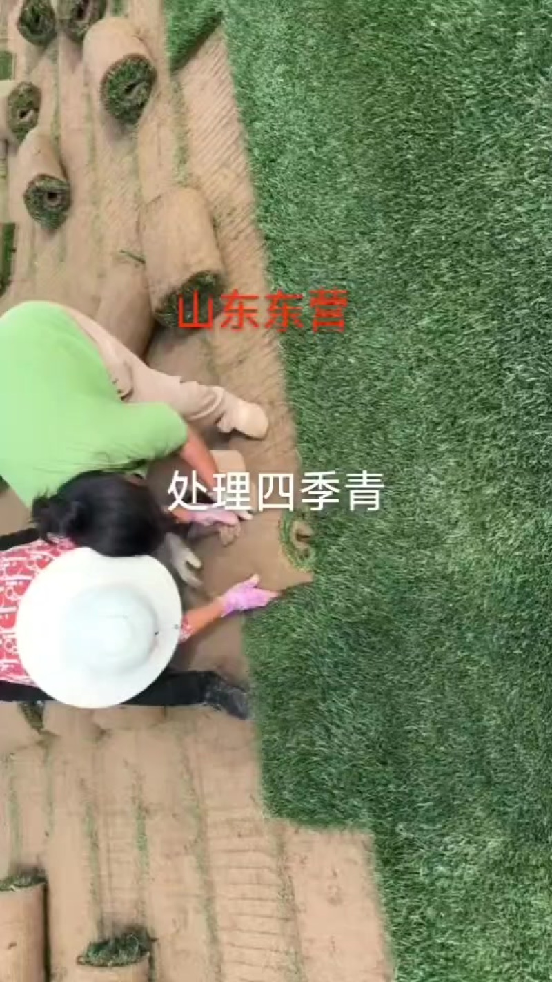 销售各种草坪，百慕大，四季青，果岭草，中华结缕草，剪股颖