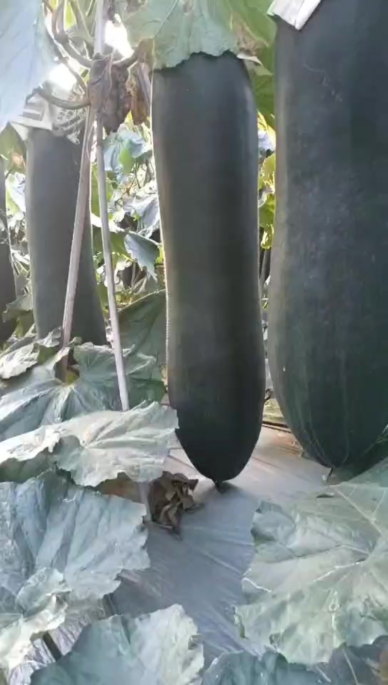 清远精品瓜大量上市