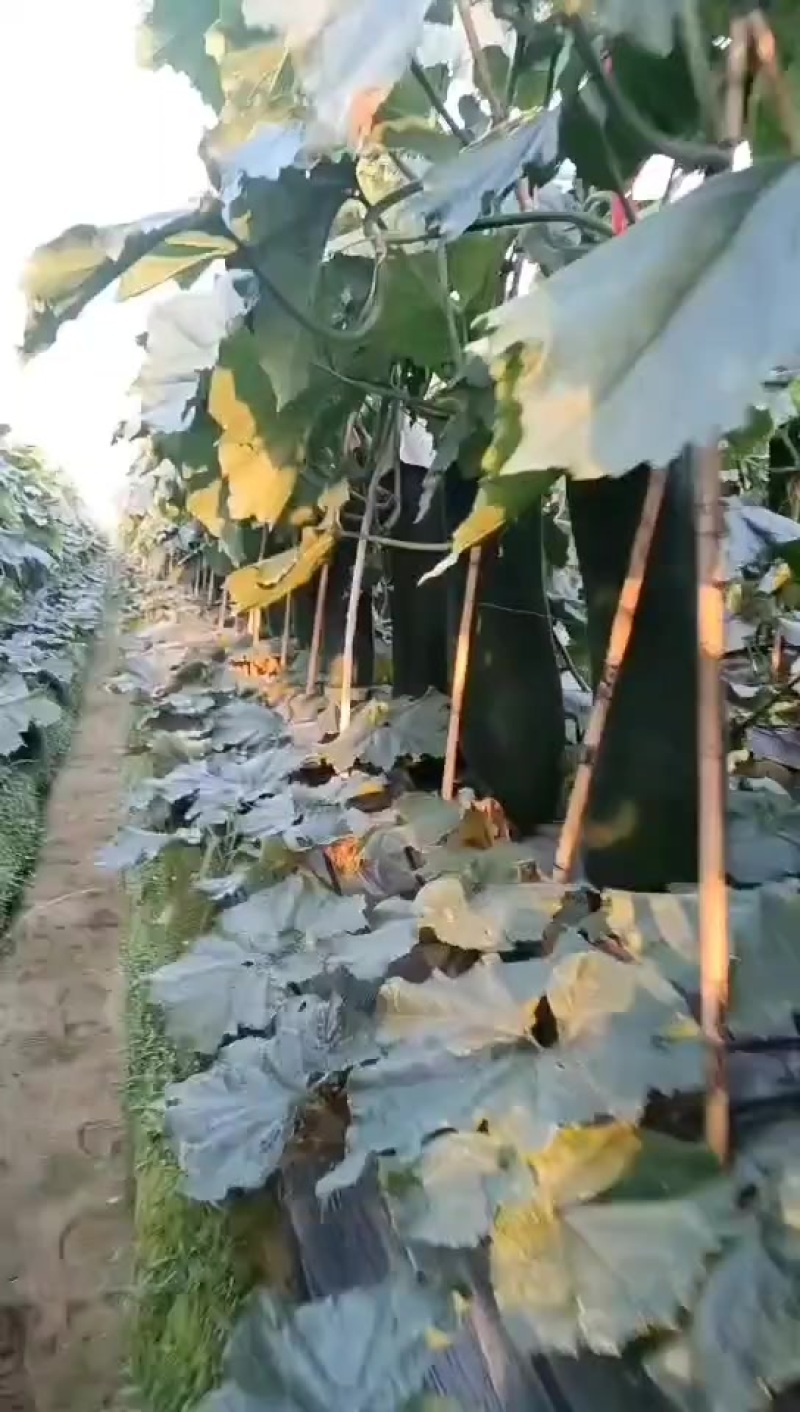 清远精品瓜大量上市