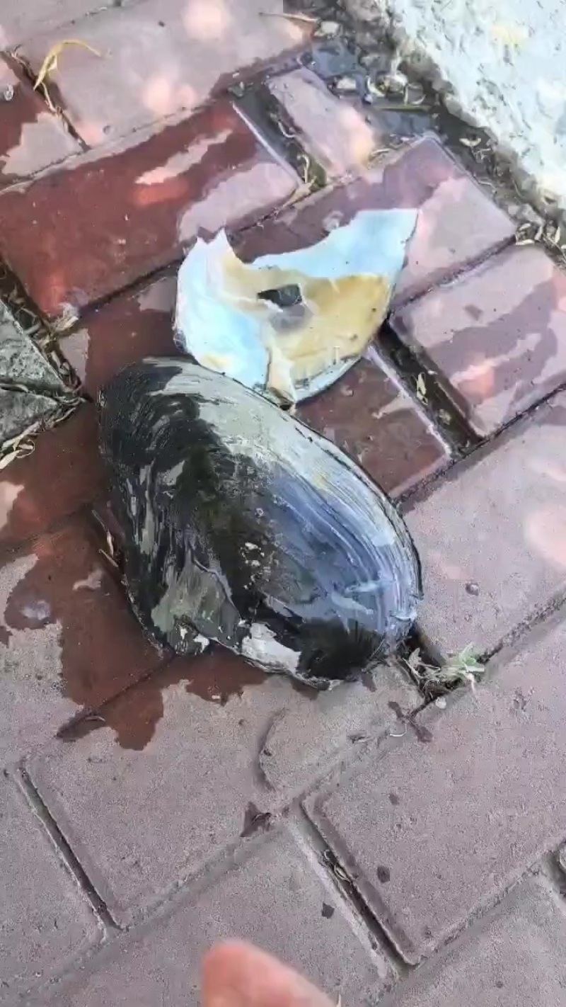 水库河蚌三角蚌金黄肉，质量**！