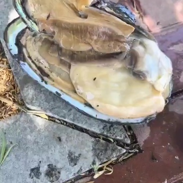 水库河蚌三角蚌金黄肉，质量**！