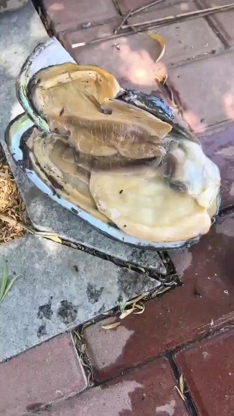 水库河蚌三角蚌金黄肉，质量**！