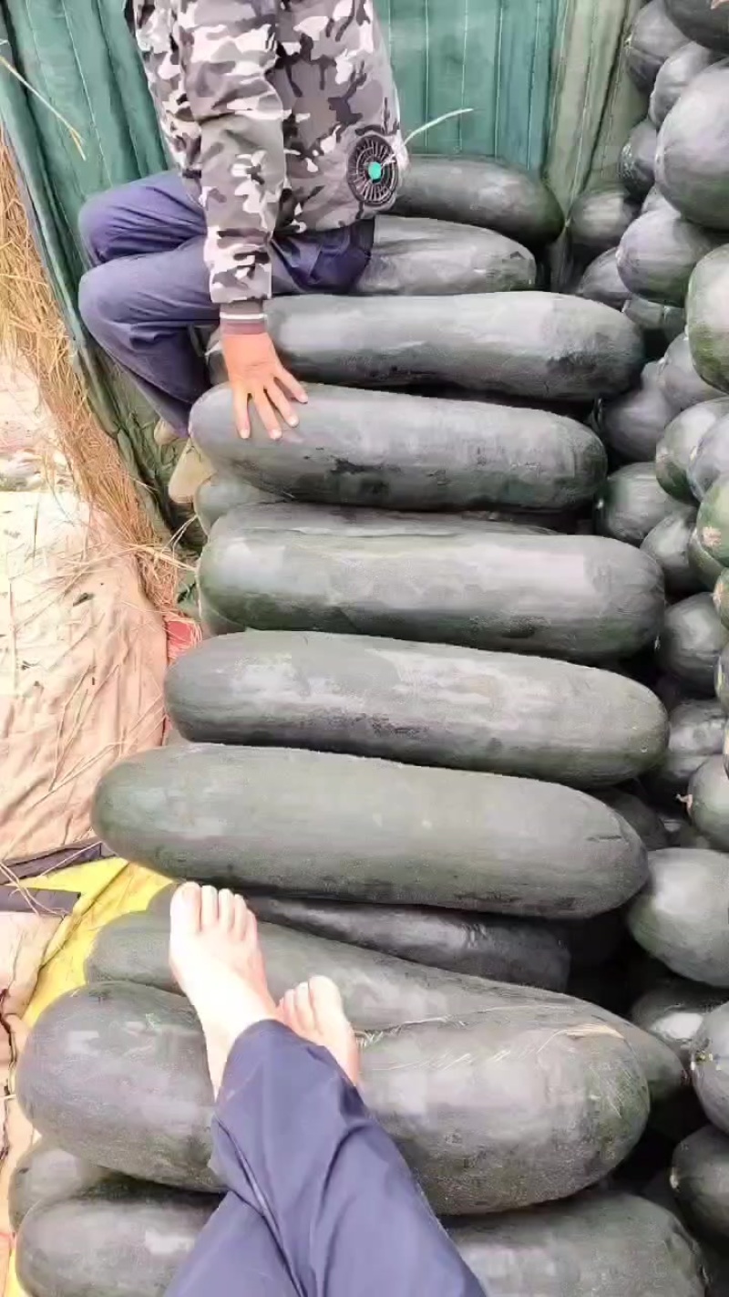 广西黑皮吊冬瓜，肉质好皮毛干净价格便宜0.1