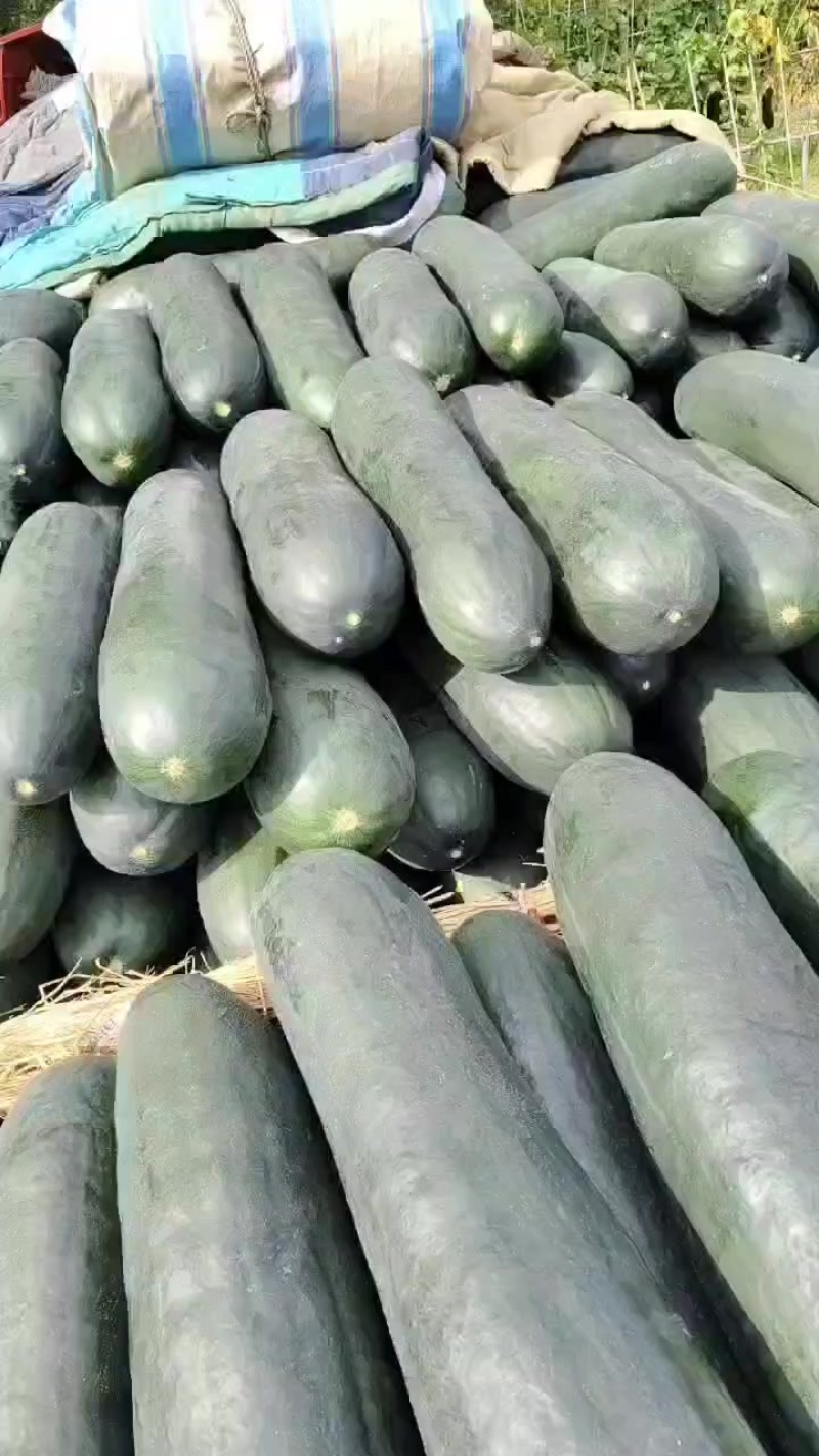 广西黑皮吊冬瓜，肉质好皮毛干净价格便宜0.1