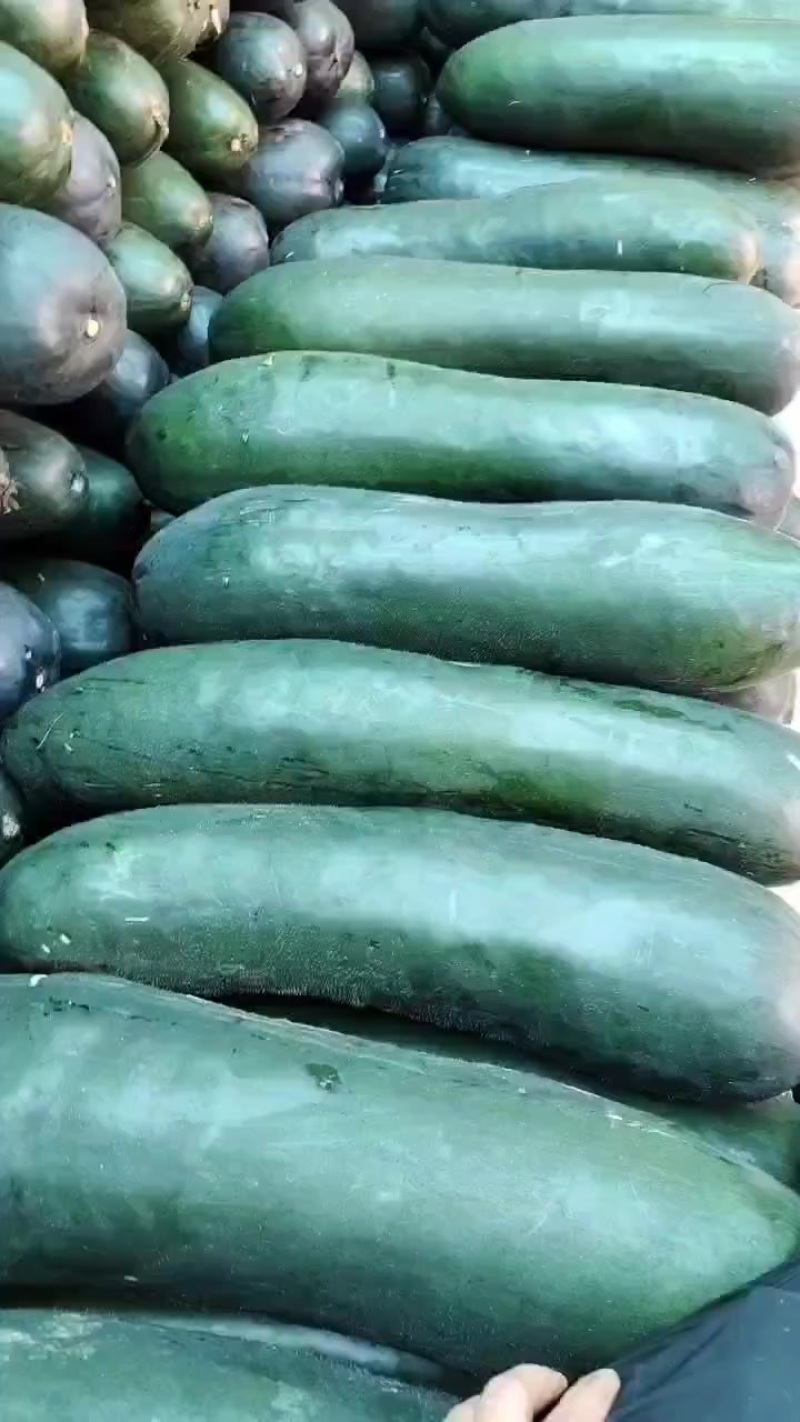 广西黑皮吊冬瓜，肉质好皮毛干净价格便宜0.1