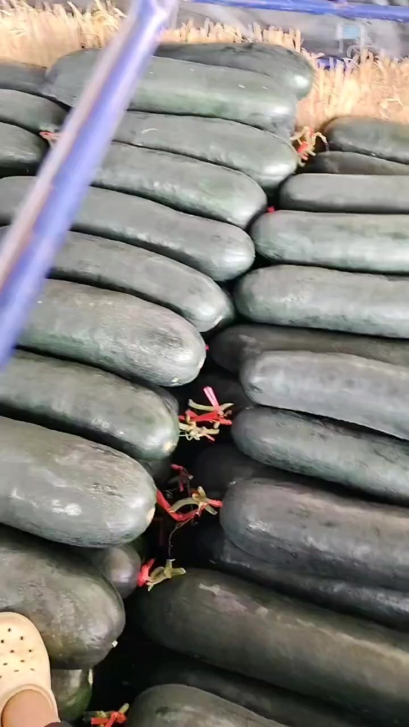 广西黑皮吊冬瓜，肉质好皮毛干净价格便宜0.1