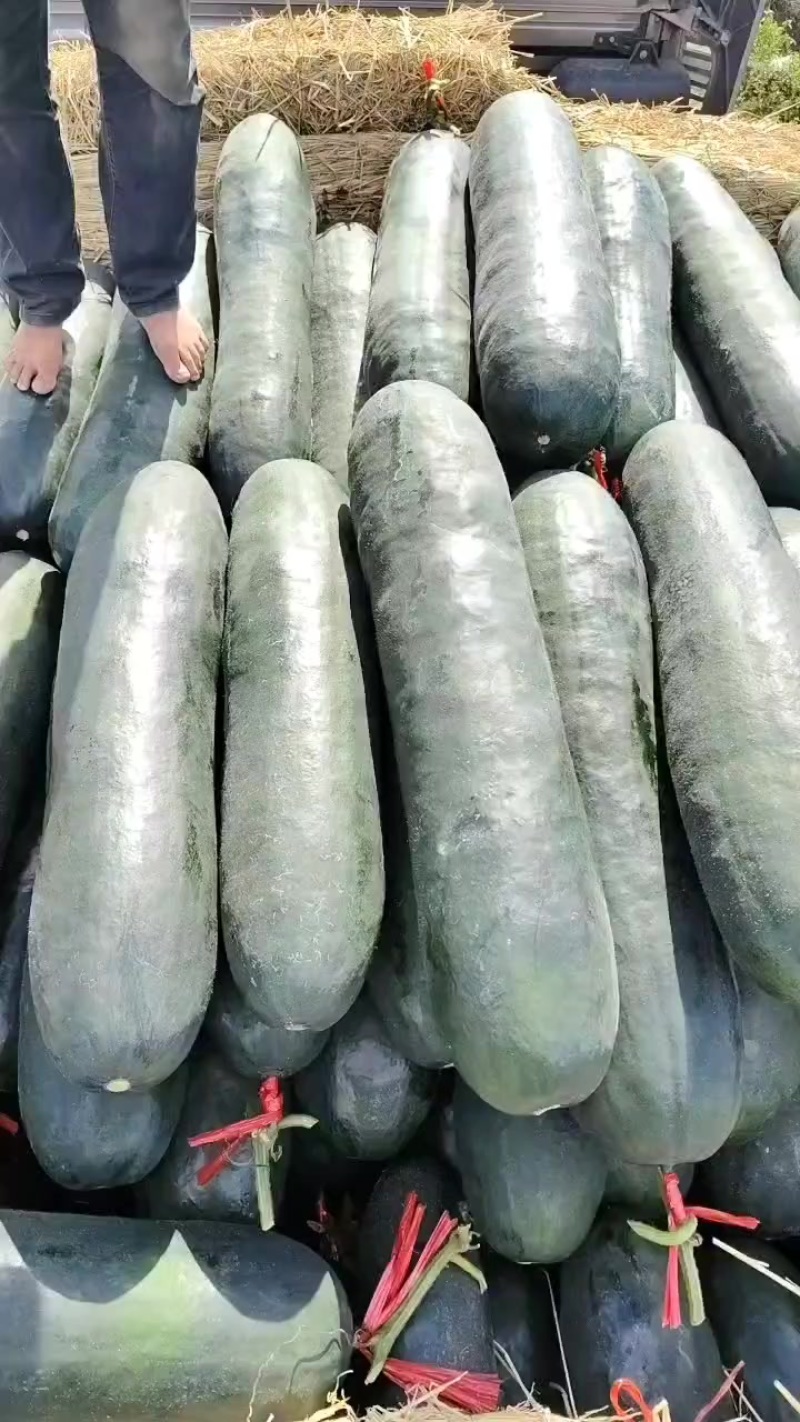 广西黑皮吊冬瓜，肉质好皮毛干净价格便宜0.1