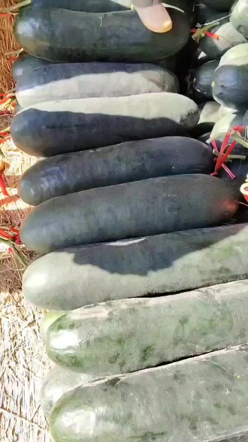 广西黑皮吊冬瓜，肉质好皮毛干净价格便宜0.1