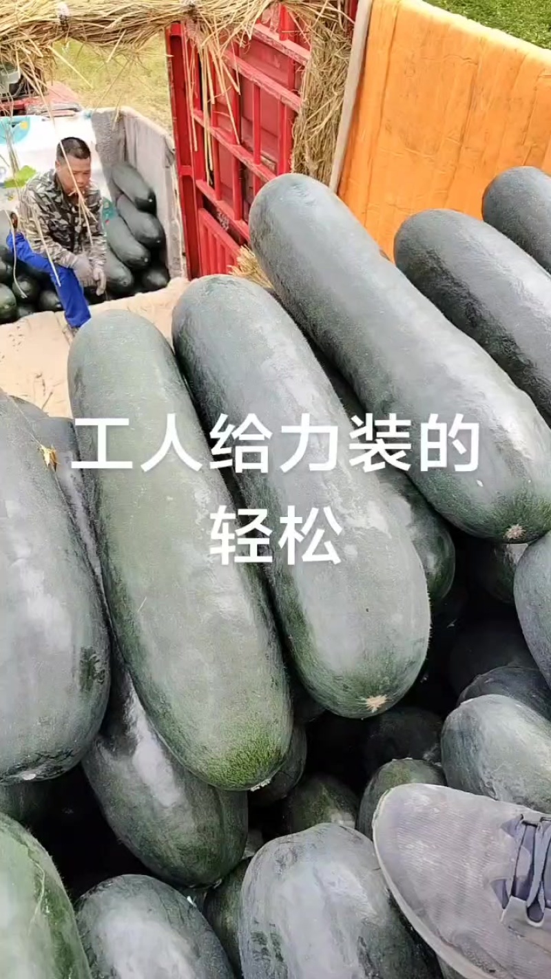 广西黑皮吊冬瓜，肉质好皮毛干净价格便宜0.1