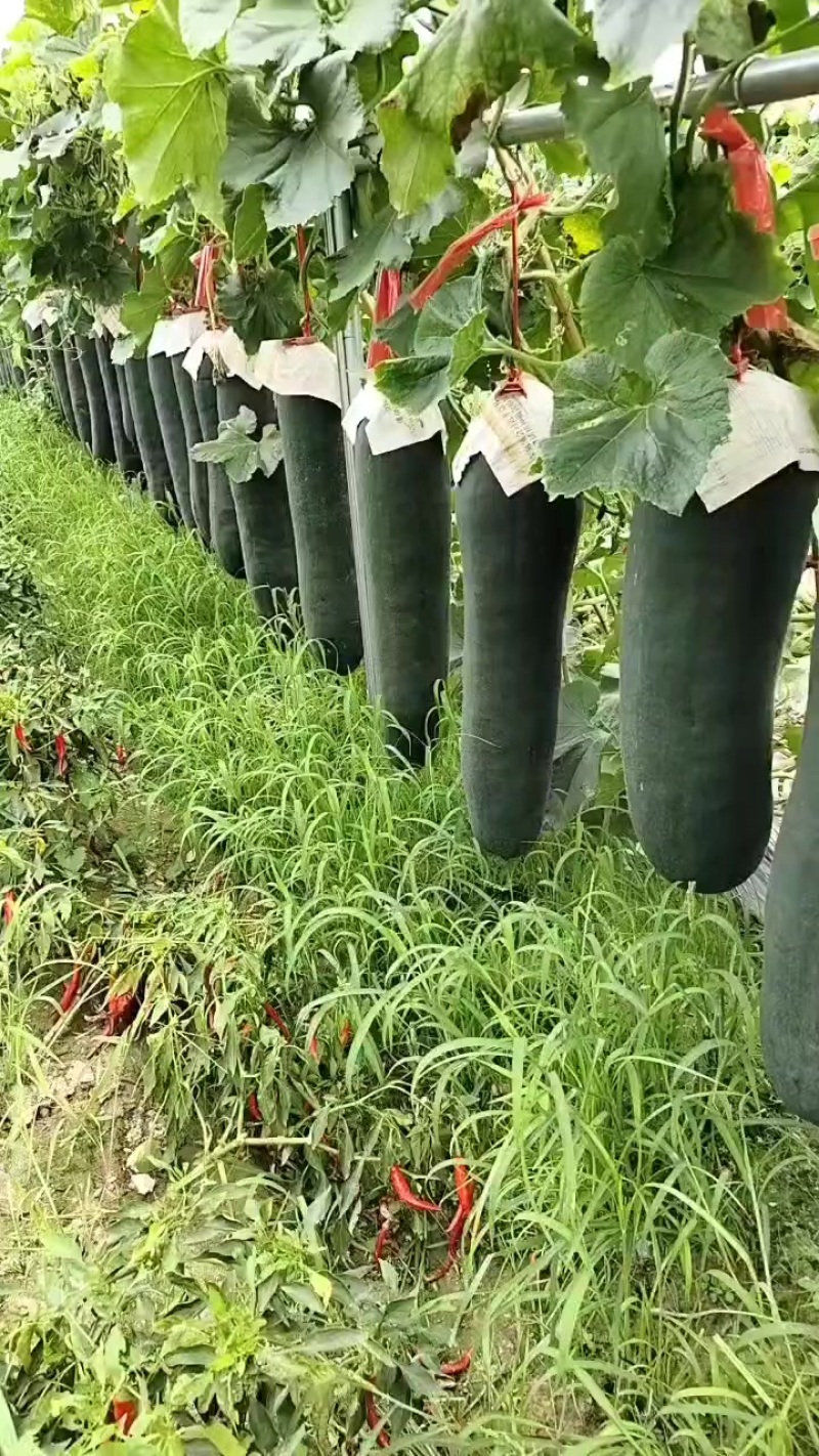 广西黑皮吊冬瓜，肉质好皮毛干净价格便宜0.1