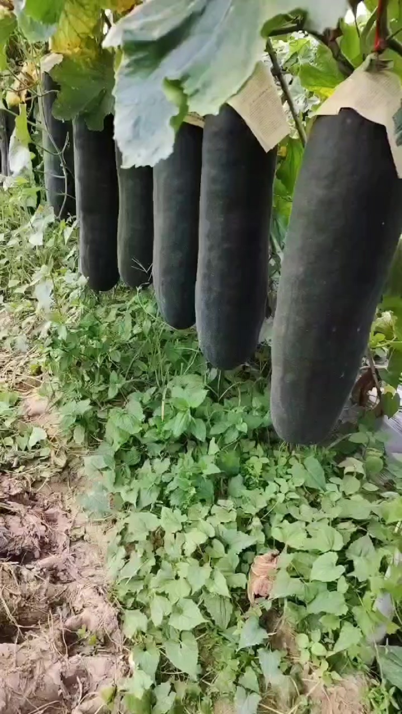 广西黑皮吊冬瓜，肉质好皮毛干净价格便宜0.1