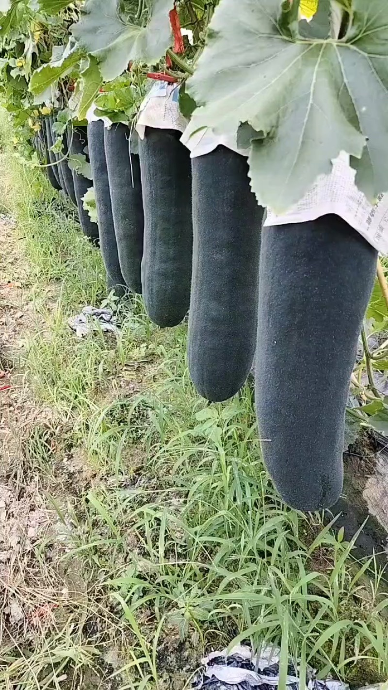 广西黑皮吊冬瓜，肉质好皮毛干净价格便宜0.1