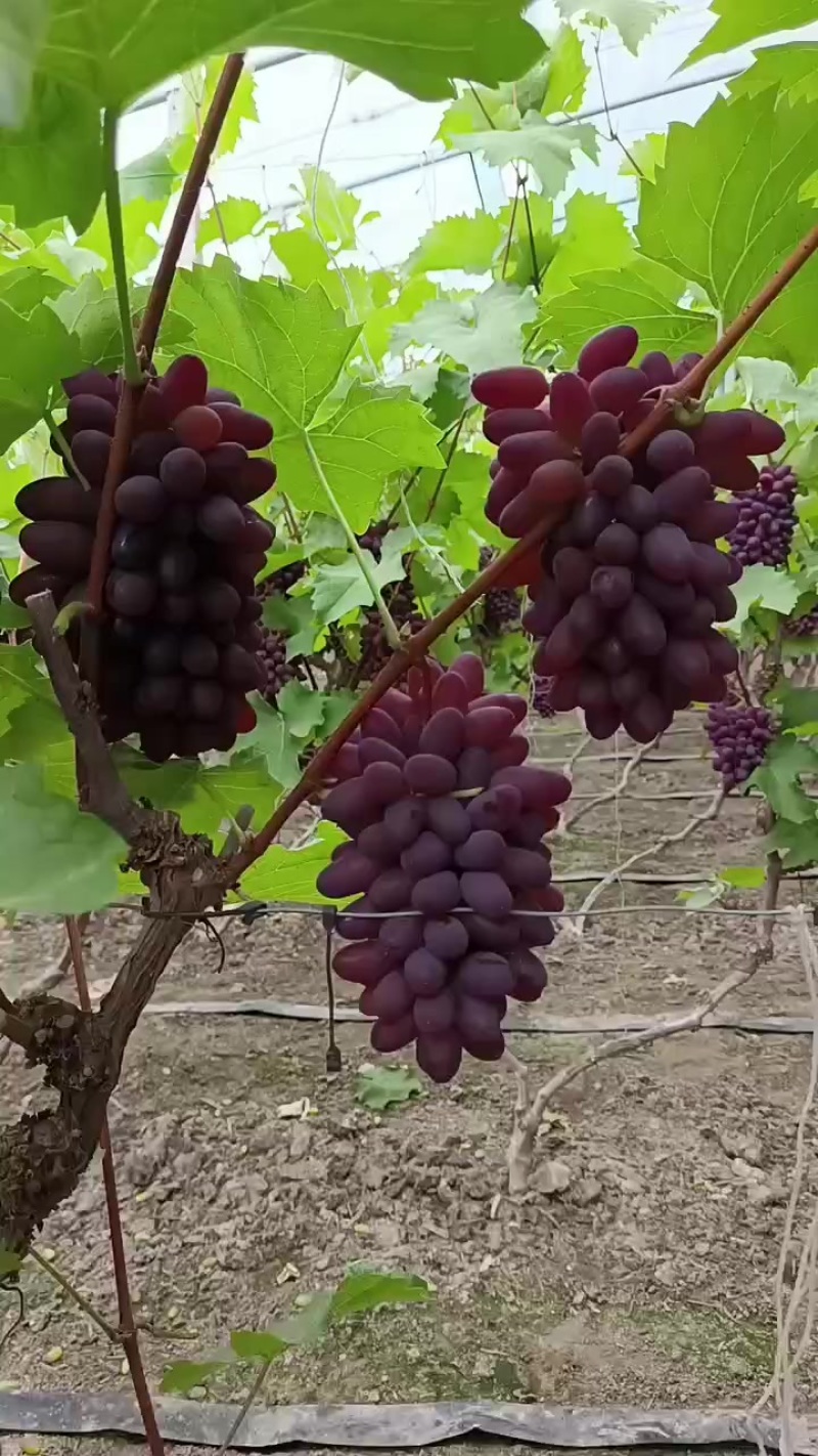茉莉香葡萄