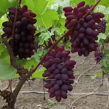 茉莉香葡萄