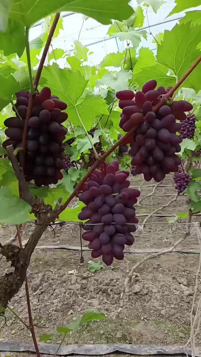 茉莉香葡萄