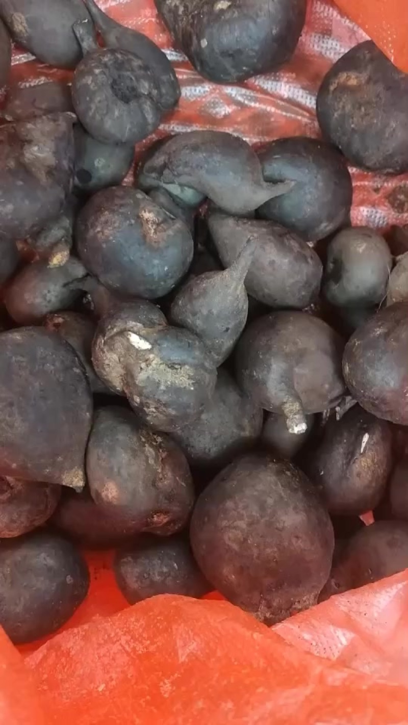 乌灵参