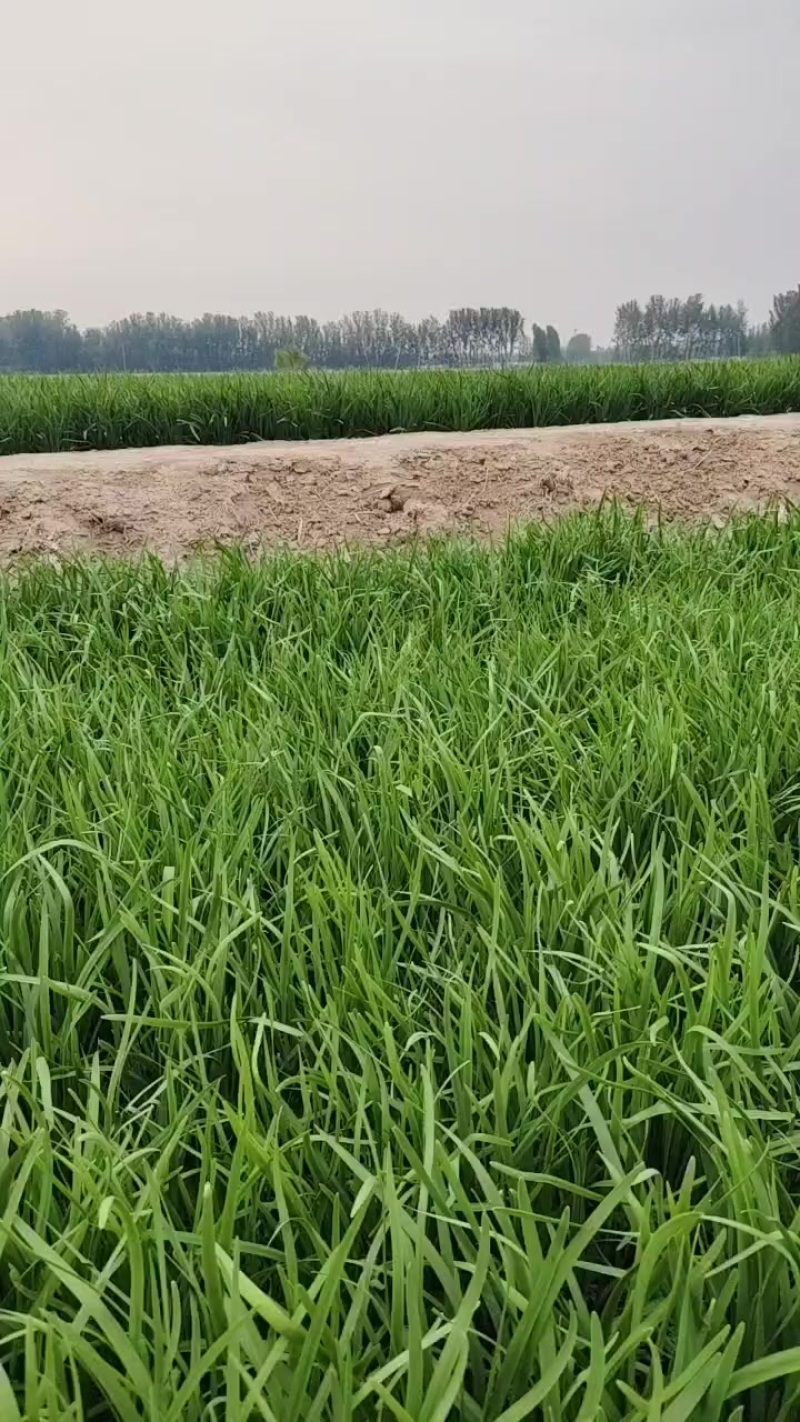 韭菜