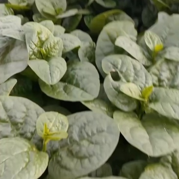 木耳菜