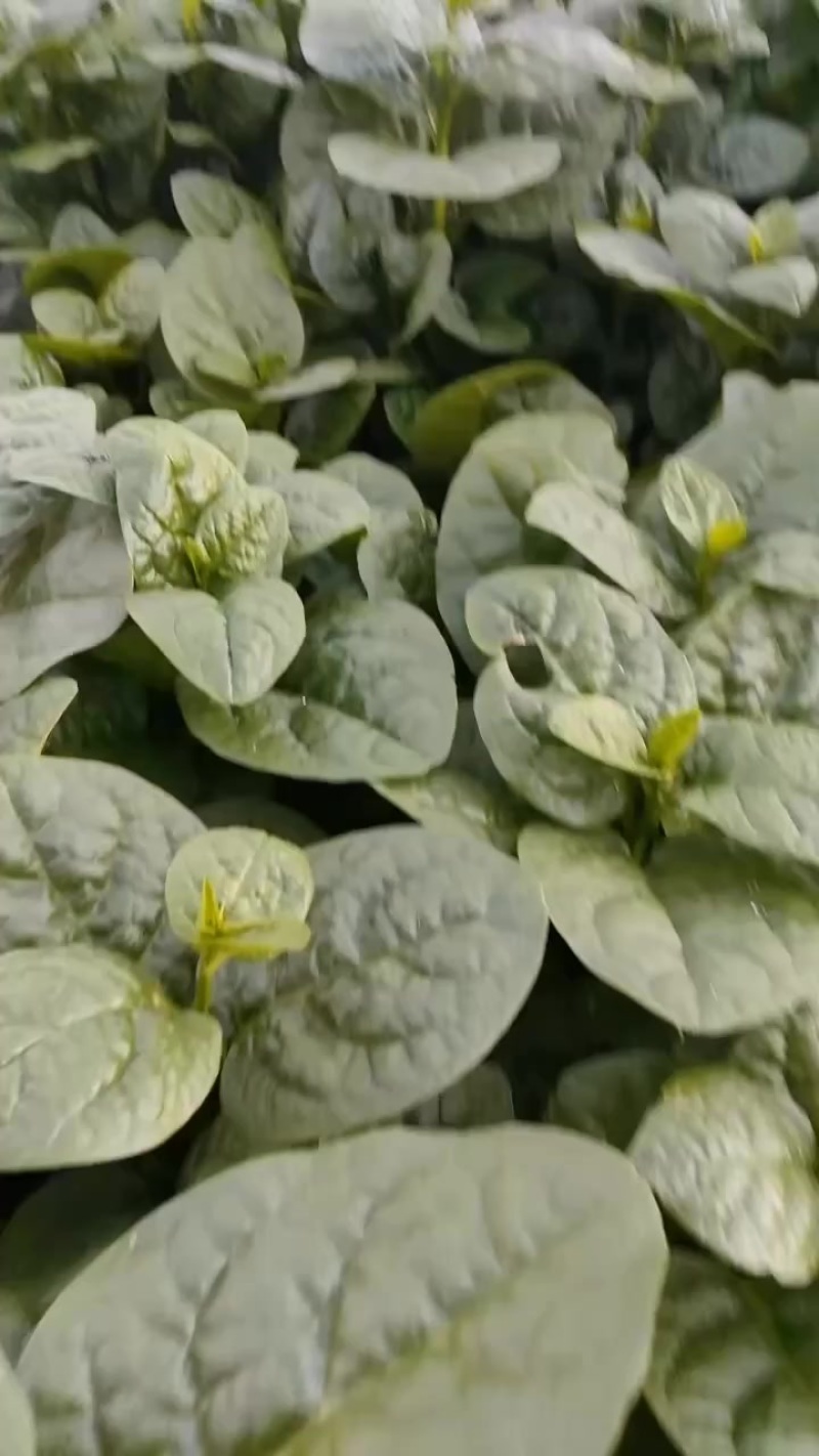 木耳菜