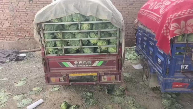甘兰大量有货