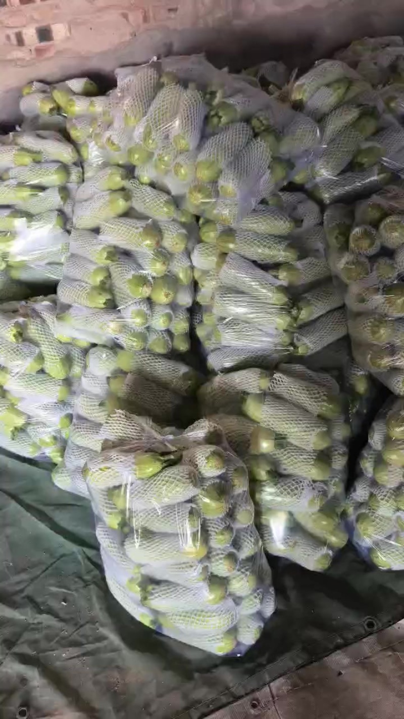 精品绿西葫芦