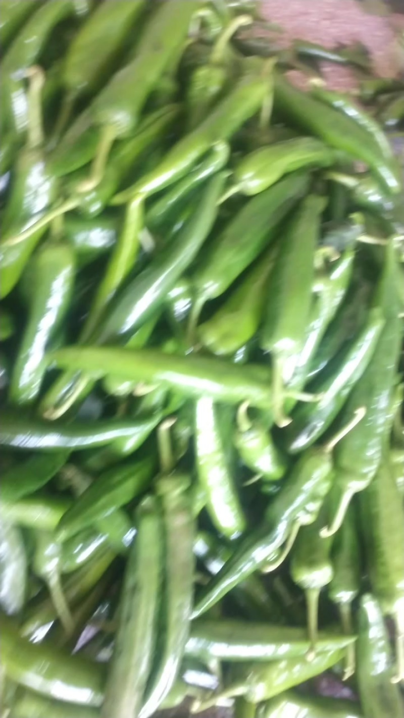 贵州缸豆