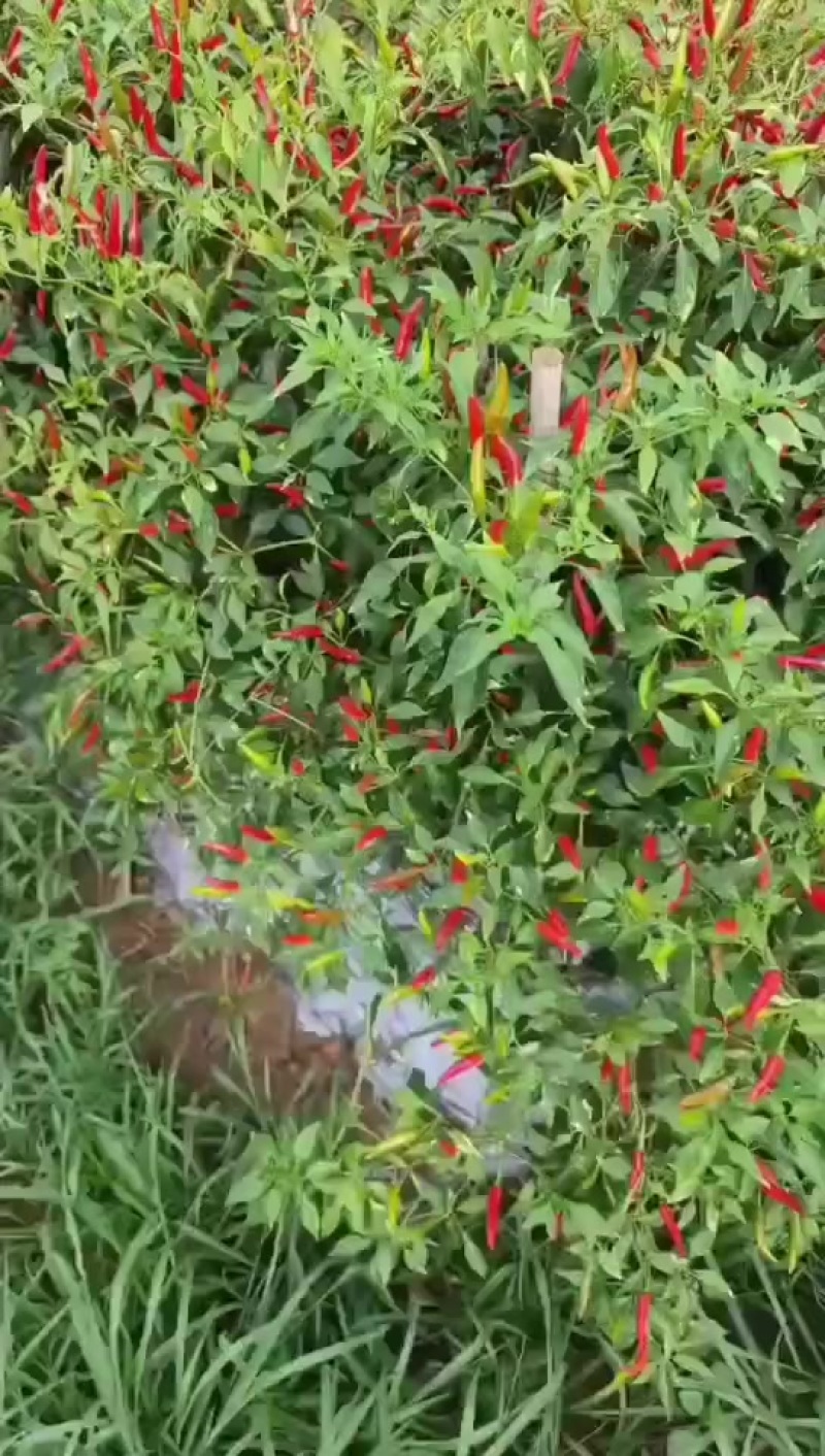 中椒G19
