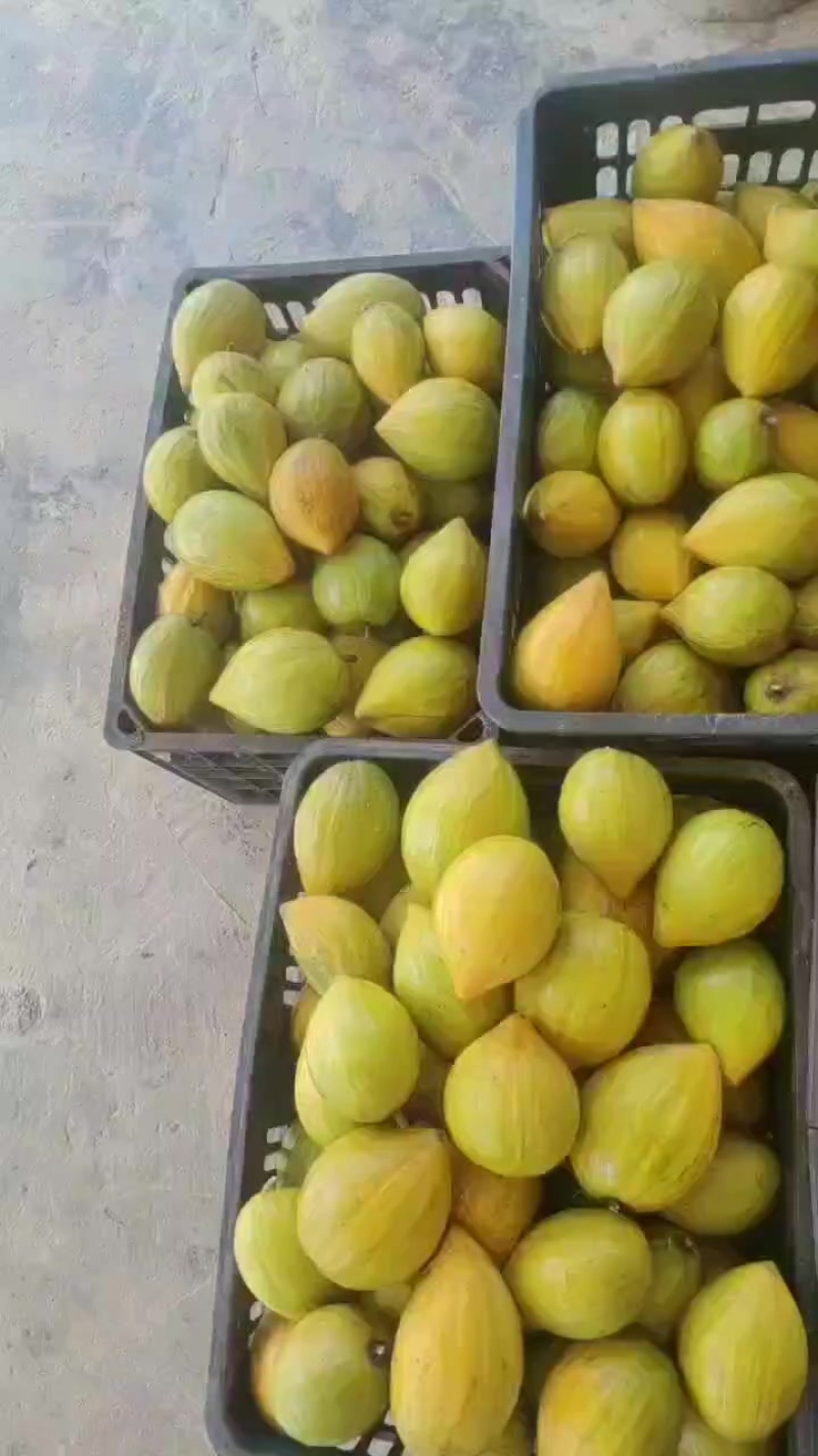 蛋黄果